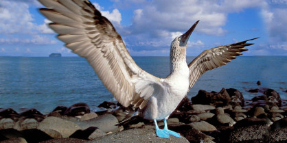 Galapagos Tours