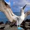Galapagos Tours