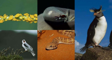 5 ejemplos de evolución a la inversa 770x413