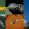 5 ejemplos de evolución a la inversa 770x413