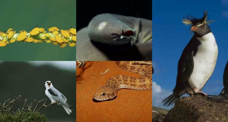 5 ejemplos de evoluciu00f3n a la inversa 770x413